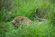 leopard (22 von 60).jpg